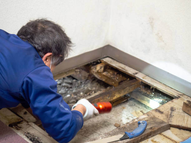Best Home Mold Removal  in Yazoo City, MS