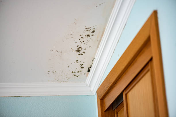 Best Attic Mold Removal  in Yazoo City, MS
