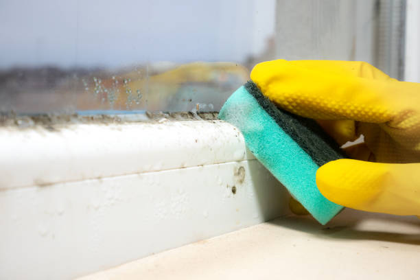 Best Best Mold Removal Companies  in Yazoo City, MS