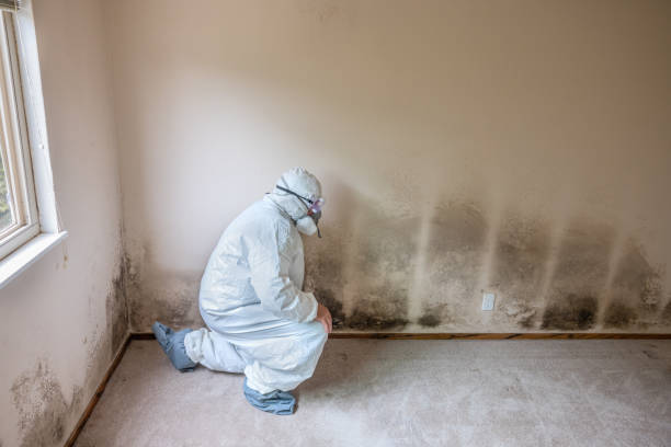 Best Black Mold Removal  in Yazoo City, MS
